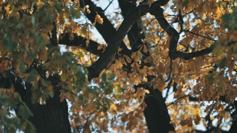 Colorful-autumn-leaves-on-the-thick-tangled-branches-in-the-crown-of-an-old-oak
