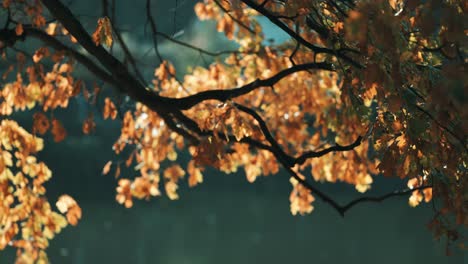 A-close-up-shot-of-the-colorful-autumn-leaves-backlit-the-sun