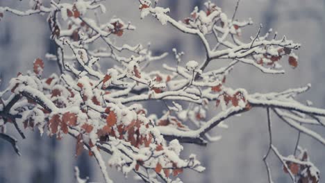 Der-Leichte-Erste-Schnee-Bedeckt-Die-Trockenen-Herbstblätter-Auf-Den-Dünnen-Zarten-Zweigen