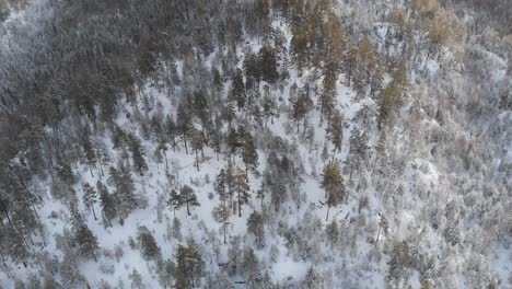 Volando-Hacia-El-Bosque-De-Montaña-Cubierto-De-Nieve-Durante-El-Invierno