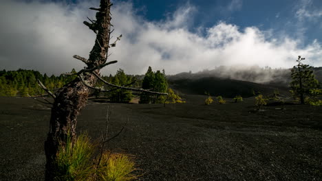 Dead-pine-tree-on-cumbre-vieja-lava-field,-Volcano-Island-of-La-Palma,-Canary-Islands