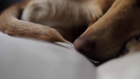 Sound-sleep-hound-indie-puppy-on-his-favorite-couch