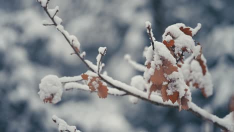 Der-Leichte-Erste-Schnee-Bedeckt-Die-Trockenen-Herbstblätter-Auf-Dem-Dünnen,-Zarten-Buchenzweig