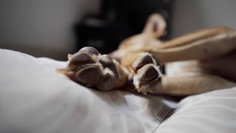 Schläfriger-Indie-Hundwelpe-Mit-Weichen-Pfoten,-Der-Auf-Dem-Bett-Träumt