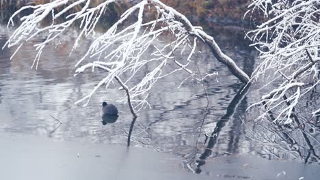 A-coot-sitting-on-the-water-under-the-snow-covered-tree