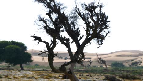 Vista-Del-árbol-Del-Desierto-Erosionado-En-El-Paisaje-De-Baluchistán