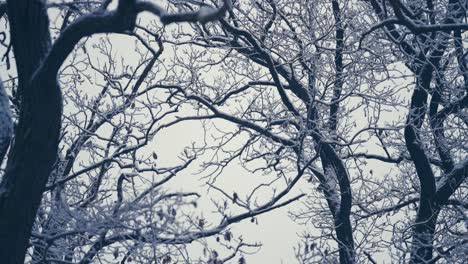 Pure-white-light-first-snow-covering-the-tangled-thick-branches-in-the-tree-crowns