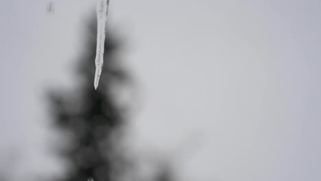 Slow-motion-of-water-drops-dripping-off-small-melting-icicle