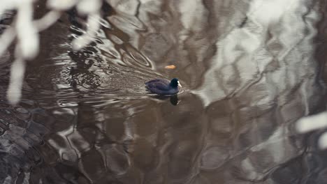 Un-Pequeño-Pájaro-Negro-Está-Nadando-En-El-Estanque-Bajo-Los-árboles-Cubiertos-De-Nieve