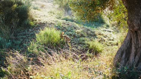 A-European-hare-or-rabbit-foraging-under-an-olive-tree-on-a-sunny-day