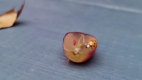 Ladybug-eating-a-grape-outside