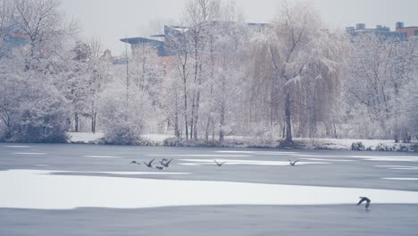 Ein-Schwarm-Enten-Fliegt-über-Den-Zugefrorenen-Teich