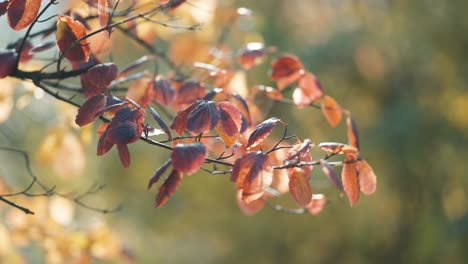 Leuchtendes-Herbstlaub-Am-Zarten-Ast