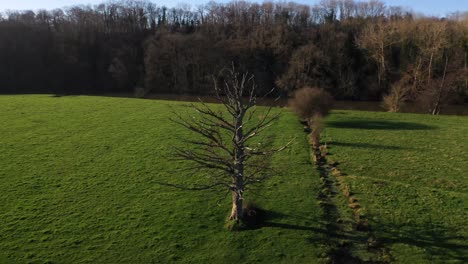 Aerial-shot-of-a-lonely-tree-in-normandy