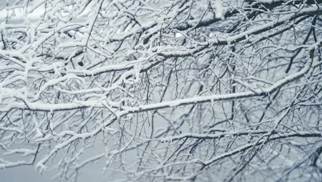The-light-first-snow-on-the-thin-black-branches