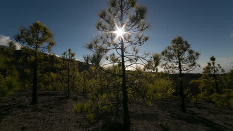 Timelapse-of-pine-trees-in-the-wind-and-sun,-Volcanic-Island-of-La-Palma,-Canary-Island