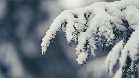 Der-Reinweiße-Erste-Schnee-Bedeckt-Die-Zweige-Der-Kiefer