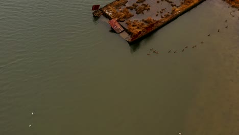 Ein-Luftbild-über-Coney-Island-Creek-An-Einem-Bewölkten-Morgen-Mit-Enten-Und-Möwen,-Die-Im-Bach-An-Einem-Versunkenen-Rostigen-Pier-Schwimmen