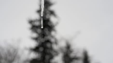 Water-drops-drip-off-a-small-icicle,-blurred-tree-background