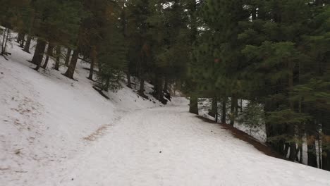 Walking-along-a-snowy-mountain-nature-trail-in-a-pine-forest---hiker-point-of-view