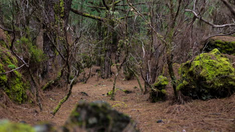 Timelapse-of-pine-forest-floor-on-La-Palma-Island,-near-El-Pilar