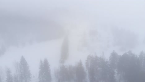 Frigid-Atmosphere-In-A-Foggy-Winter-Forest