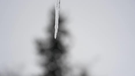 Close-up-slow-motion-clip-of-water-drop-falling-off-end-of-melting-icicle