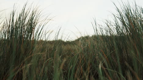 Slow-motion-Ocean-dune-Grass-in-the-wind-Island-dolly-out-Fanø-In-Denmark-near-the-Beach-And-Sea-close-up