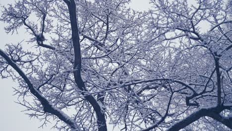 Light-first-snow-covering-the-entangled-branches-in-the-tree-crowns