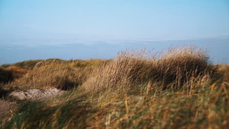 Ocean-dune-Grass-in-the-wind-Island-Fanø-In-Denmark-near-the-Beach-And-Sea-blue-sky