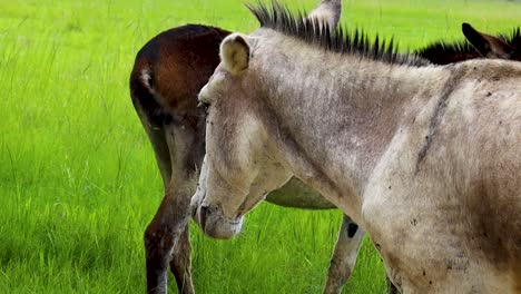 White-donkey-face-close-up-with-flies-around-eyes-HD-24fps