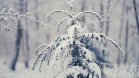 The-pure-white-first-snow-covers-the-bushy-branches-of-the-pine-tree