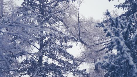 The-pure-white-first-snow-covers-the-branches-of-the-pine-trees