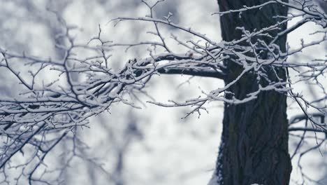 The-thin-delicate-branches-of-the-beech-tree-are-covered-with-the-light-first-snow