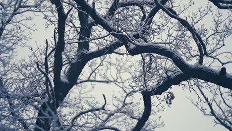 Primera-Nieve-Ligera-Que-Cubre-Las-Ramas-Enredadas-En-Las-Copas-De-Los-árboles