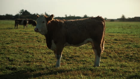 Schöne-Europäische-Rinder,-Die-Auf-Einem-Grünen-Feld-Auf-Der-Insel-Fanø-In-Dänemark-Stehen