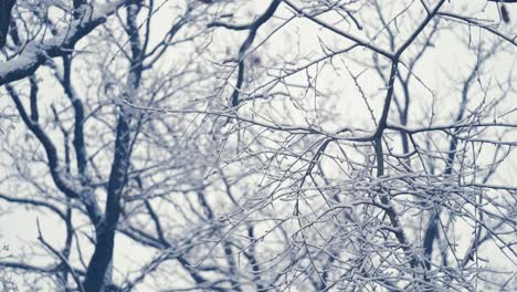 Pure-white-first-snow-covering-the-dark-tangled-branches