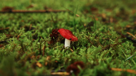 Tiny-red-mushroom-growing-on-moss