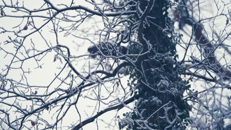 Heller-Erster-Schnee,-Der-Die-Dunklen,-Wirren-Zweige-Bedeckt