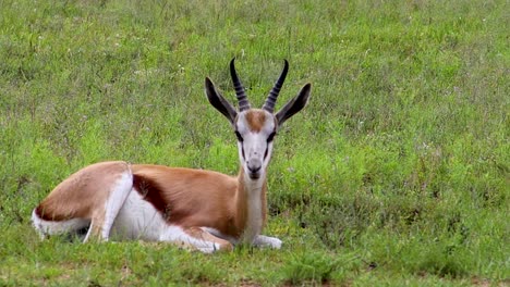 Springbock-Antilope-Entspannt-Sich-Im-Gras-4k-30fps