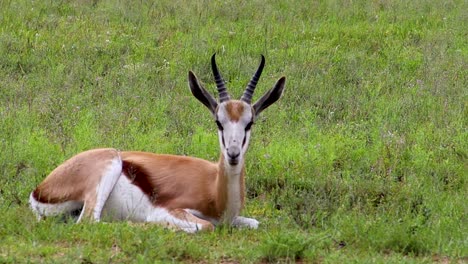 Afrikanischer-Antilopen-Springbock,-Der-Im-Gras-Liegt,-Hd-30fps