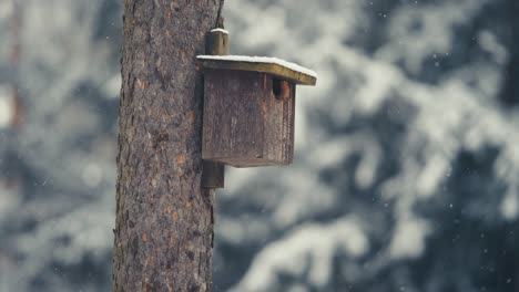A-small-birdhouse-on-the-tall-old-tree