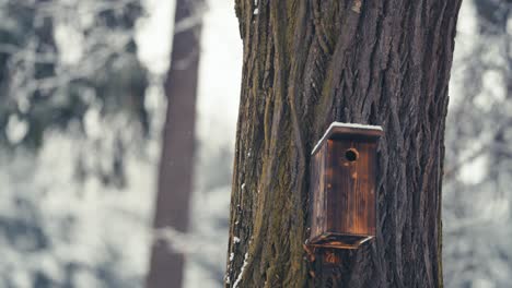 Ein-Kleines-Vogelhaus-Auf-Dem-Hohen-Alten-Baum