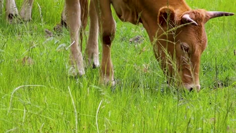Vaca-Comiendo-Exuberante-Hierba-Verde-Primer-Plano-24fps-Hd