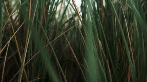 Slow-Motion-Close-Up-Ocean-dune-Grass-in-the-wind-Island-Fanø-In-Denmark-near-the-Beach-And-Sea