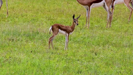 Baby-antelop-springbuck-in-grazing-HD-30fps