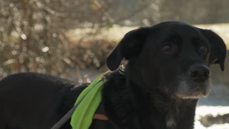 Beautiful-black-dog-portrait-good-boy-in-winter-with-snow-landscape-close-to-a-river-in-slow-motion-4K