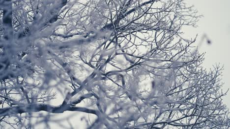 The-first-snow-covers-the-tangled-branches-of-the-tree-crowns