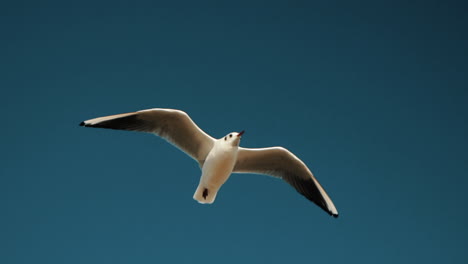 Close-Up-View-Of-Seagull-Is-Flying-In-Blue-Sky,-Slow-Motion-Footage
