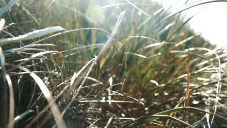 Ocean-dune-Grass-in-the-wind-slow-motion-close-up-sunlight-lense-flare-Island-Fanø-In-Denmark-near-the-Beach-And-Sea